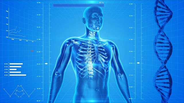 Human skeleton and anatomy image