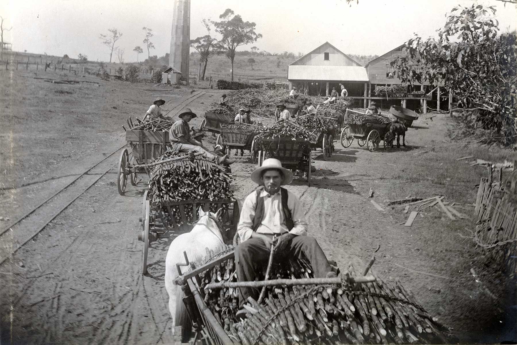 Carting sugar cane to mill at Marburg, c1907