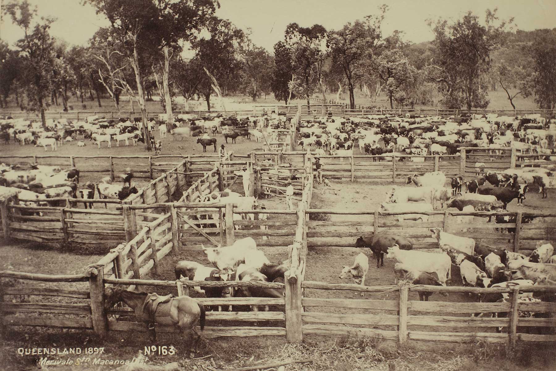 Sheep in pens at Merivale Station, Maranoa, 1897 District, 