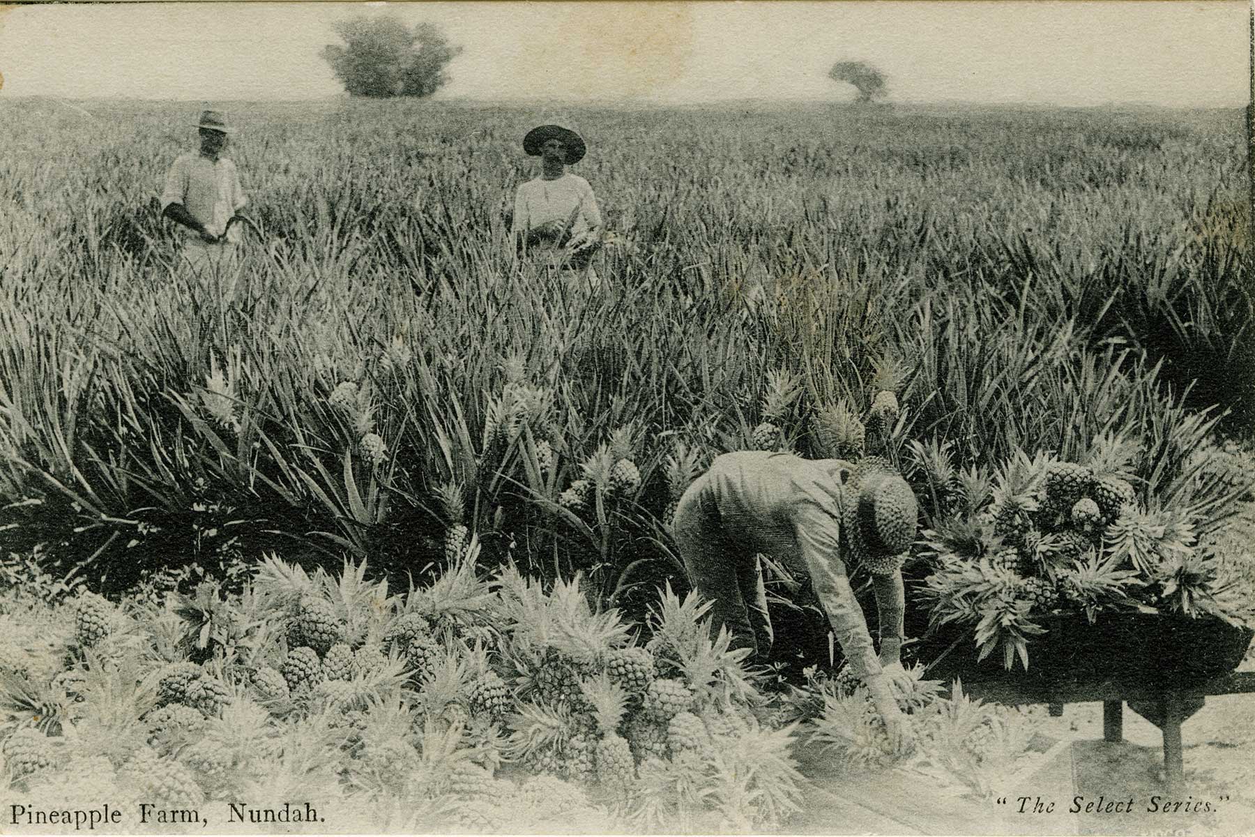  Pineapple farm, Nundah Brisbane, 1893