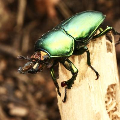 Golden green stag beetle by Dr Kathryn Ebert.