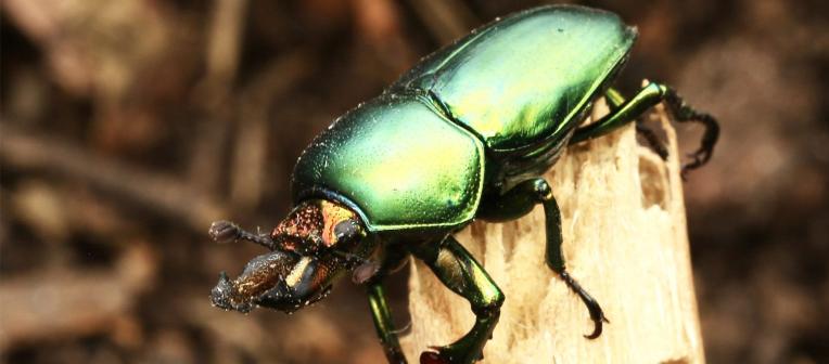 Golden green stag beetle by Dr Kathryn Ebert.