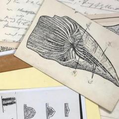 Dorothy Hill manuscript selection depicting images of corals and written text